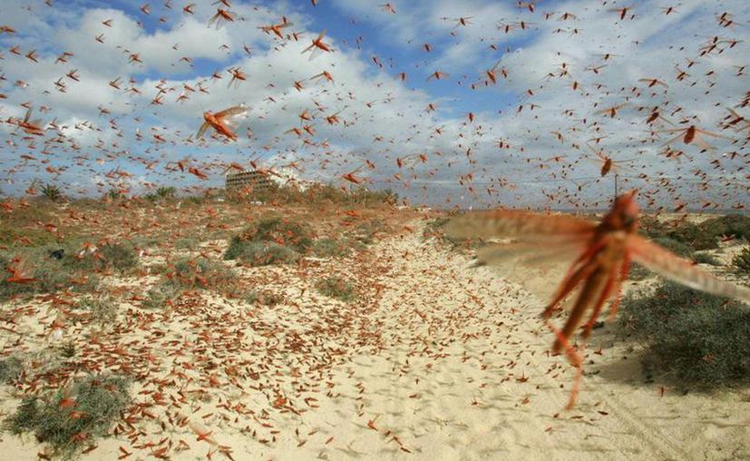 Alrededor de 14 ranchos de Yucatán se han visto afectados por la plaga de langostas