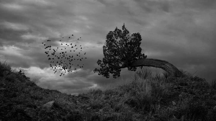 El árbol devorador de hombres de Madagascar