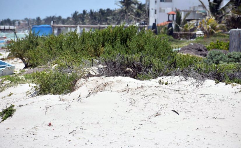 Desarrollos turísticos propician crecimiento de especies invasoras en dunas costeras