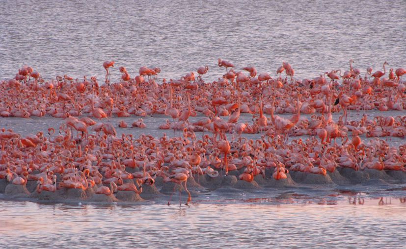 Yucatán, el estado con menos áreas naturales protegidas de la Península