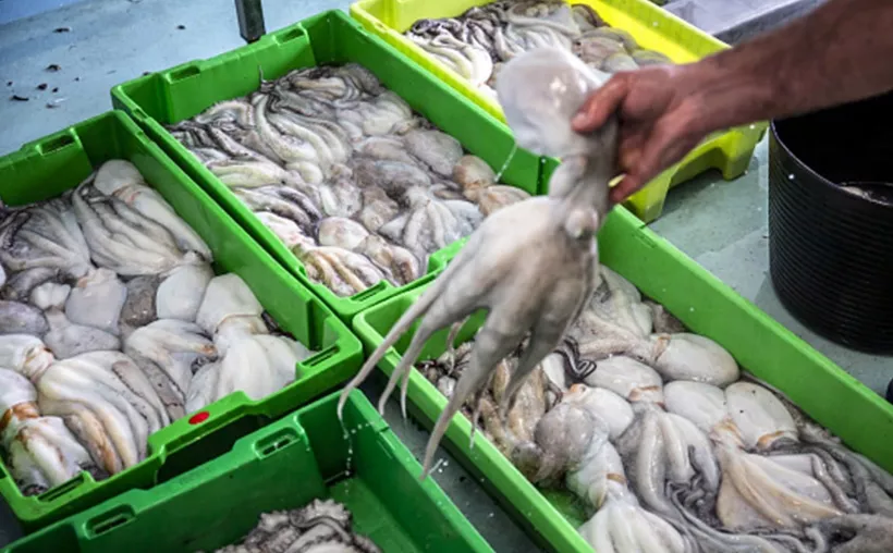 Pescadores de Yucatán fincan sus esperanzas en la captura de pulpo