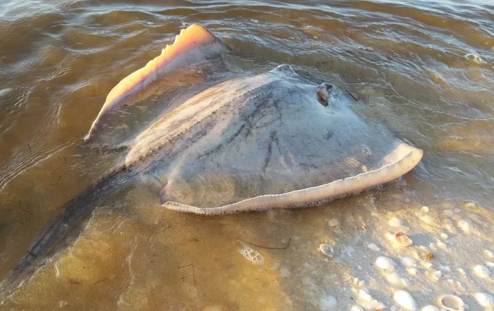 Bañistas violan advertencia y son atacados por mantarrayas en Progreso.