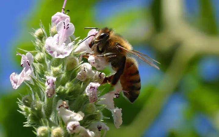 Las abejas son el animal mas importante del planeta.