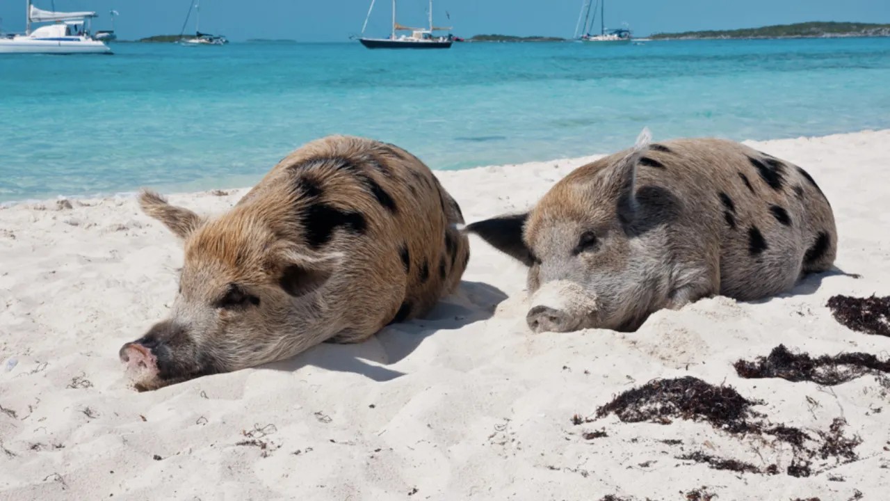 Cerditos de la Pig Beach, reubicados en unidad de vida silvestre de Timucuy